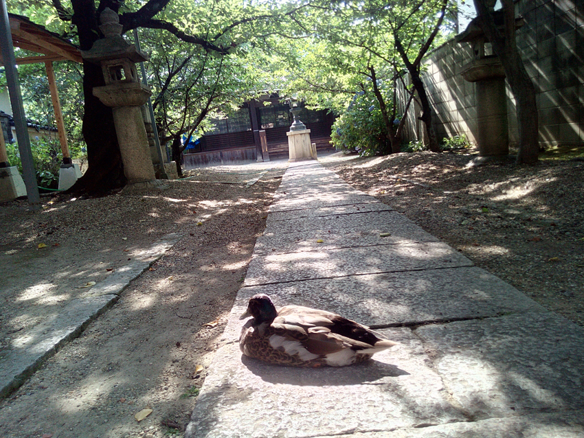 小山善光寺 鴨