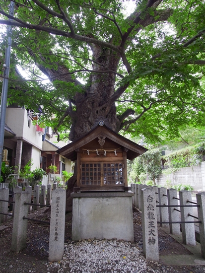 道明寺 白光龍王大神01