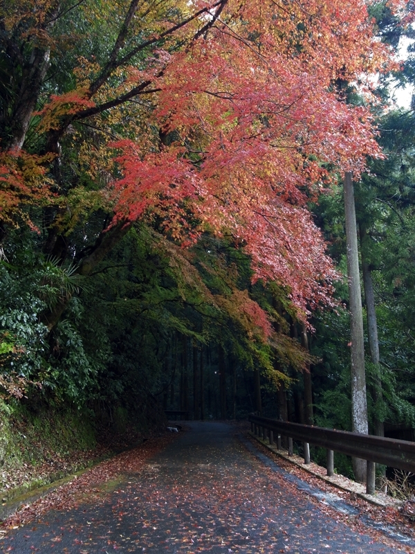 延命寺へ続く道
