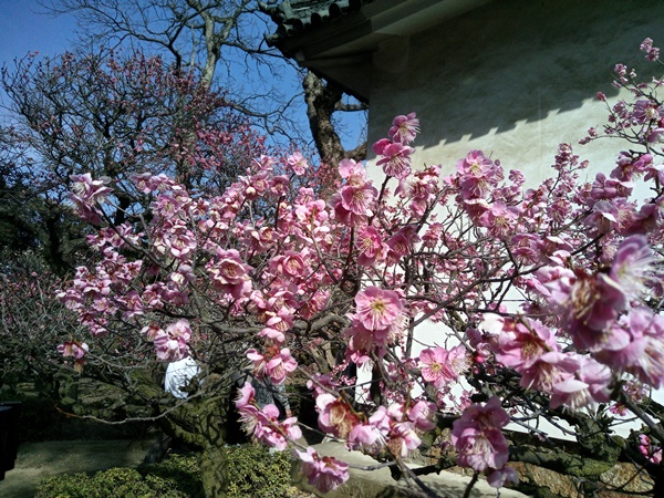 道明寺梅まつり