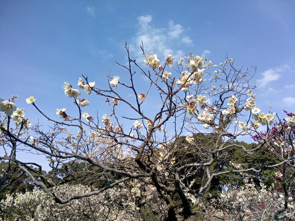 道明寺梅まつり