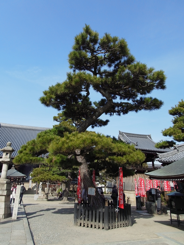 旗掛けの松