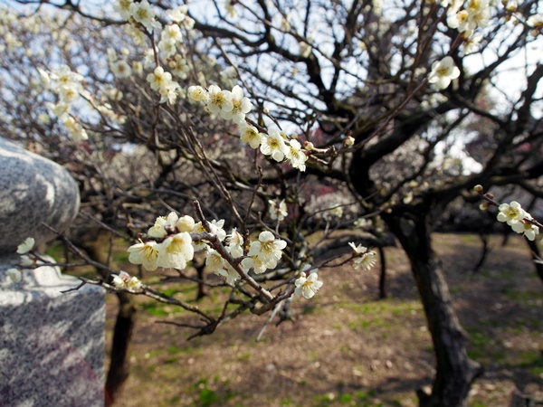 道明寺梅まつり