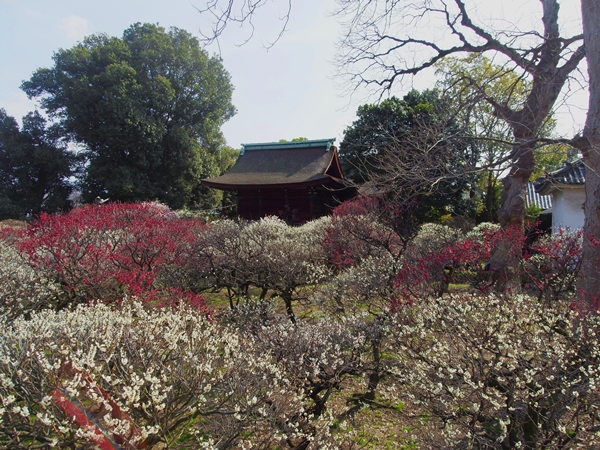 道明寺梅まつり