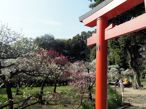 道明寺梅まつり
