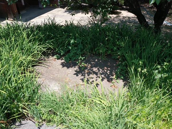 小山善光寺の敷石