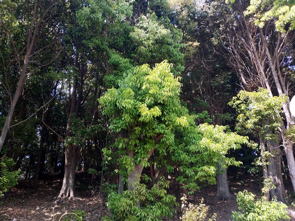 塚穴古墳(来目皇子墓)