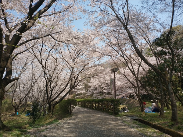 近つ飛鳥博物館/近つ飛鳥風土記の丘/一須賀古墳群