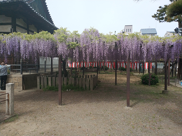 葛井寺　藤まつり