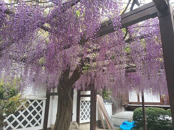 葛井寺　藤まつり