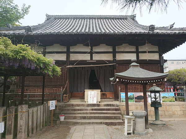 葛井寺　藤まつり