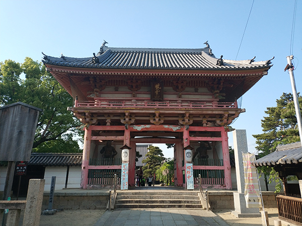 葛井寺 藤まつり
