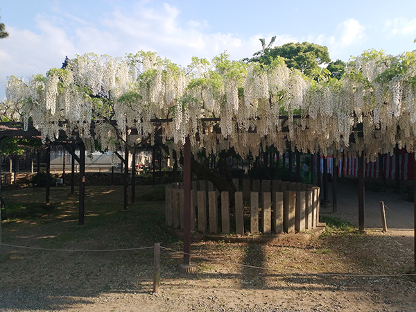 葛井寺　藤まつり