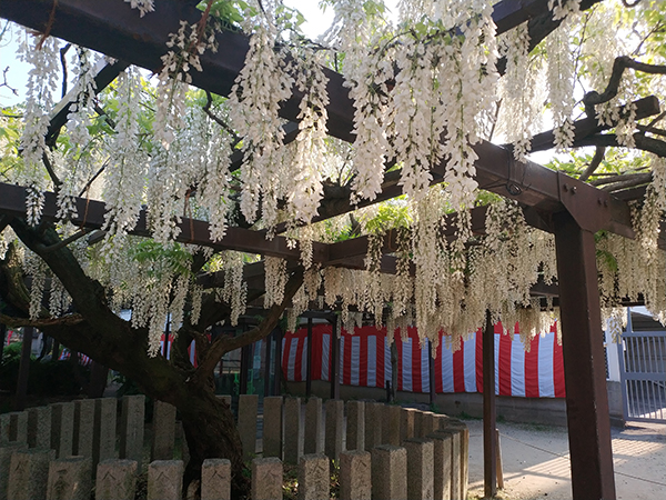 葛井寺　藤まつり