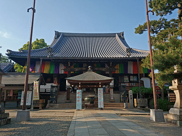 葛井寺　藤まつり