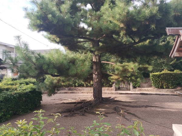 春日山田皇女陵(高屋八幡山古墳)
