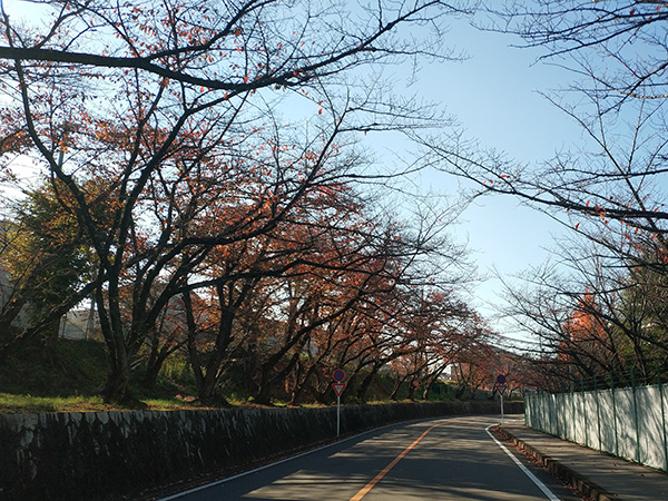 徳楽山古墳