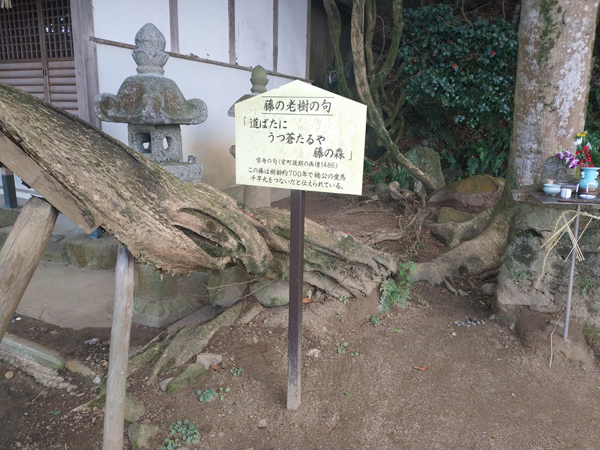 腰神神社の藤の木
