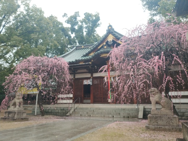 屯倉神社と梅
