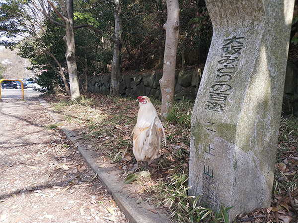 鹿谷寺跡