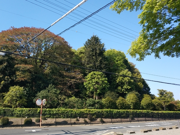誉田丸山古墳