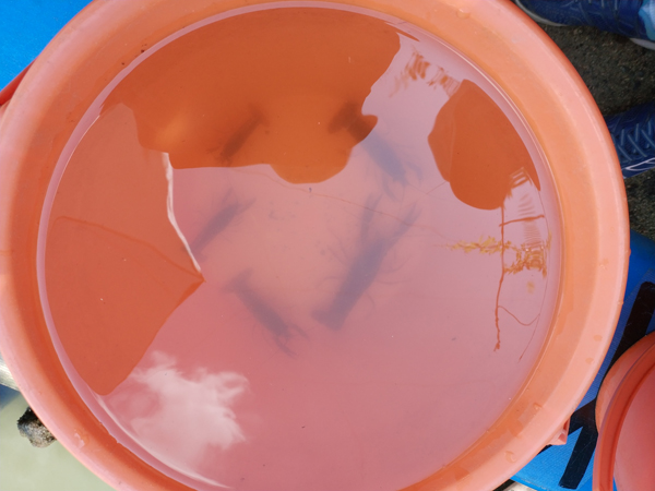 城山オレンヂ園