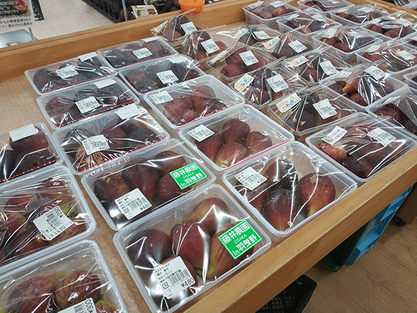 しらとりの郷 いちじく