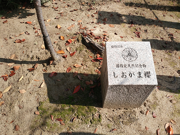 鹽竈神社・正神神社にある塩釜桜2