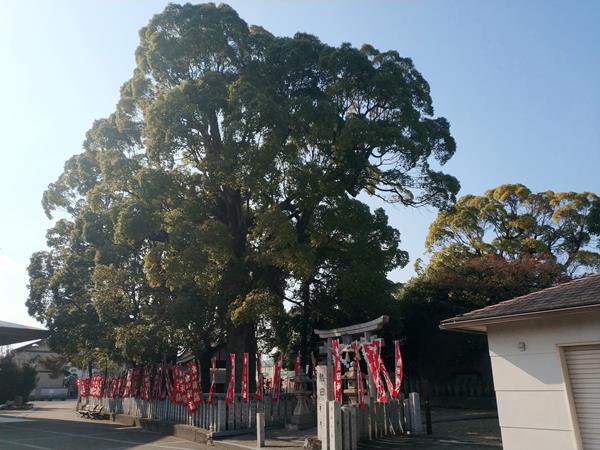 熱田神社の樟