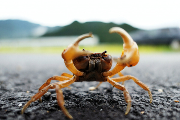 沢蟹