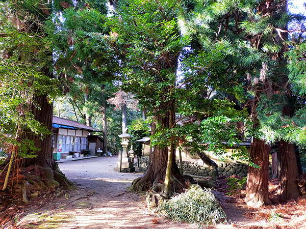 蟹井神社の老木