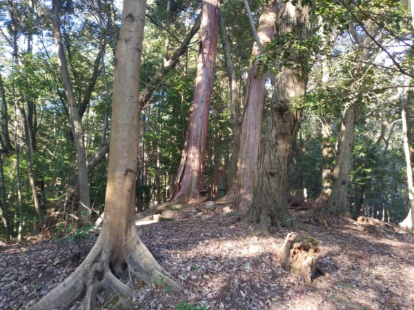 檜尾塚陵墓参考地