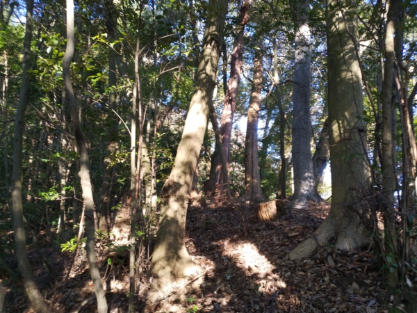 檜尾塚陵墓参考地