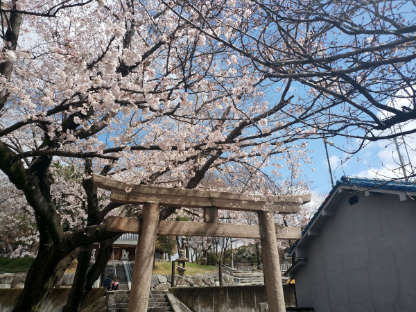 古室八幡神社の桜01