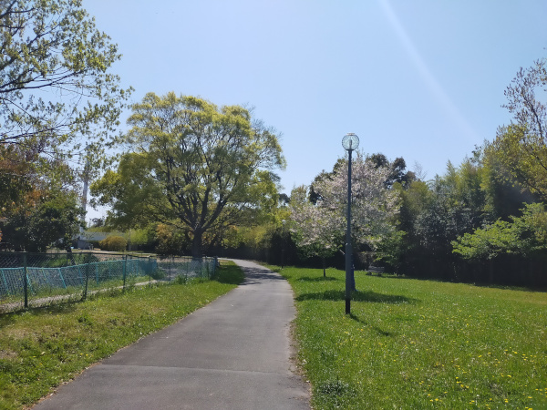 副池オアシス公園の芝生