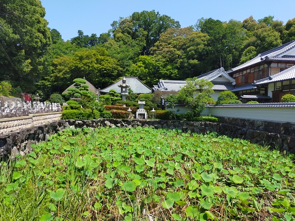 興禅寺の蓮池