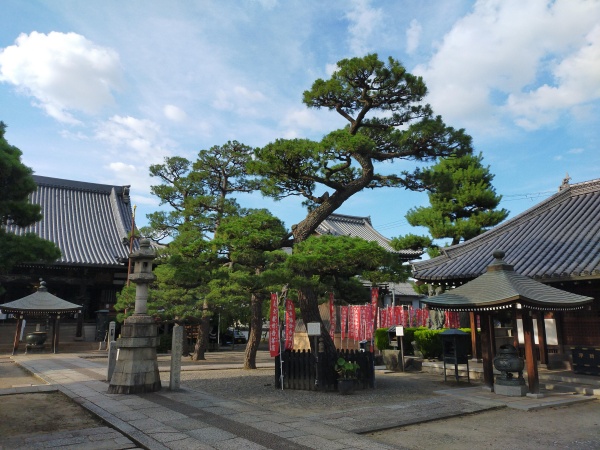 葛井寺の境内にある「旗掛けの松」
