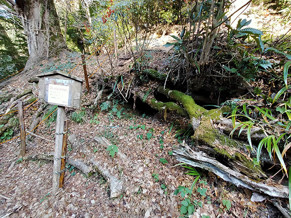 流谷八幡神社のイチョウ