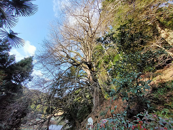 流谷八幡神社のイチョウ