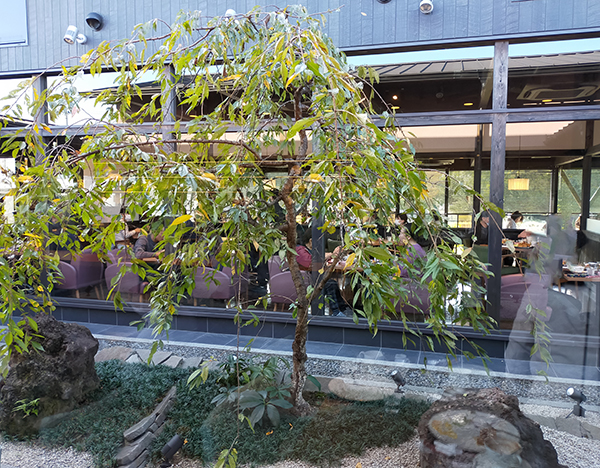 桜珈琲美原店の中庭