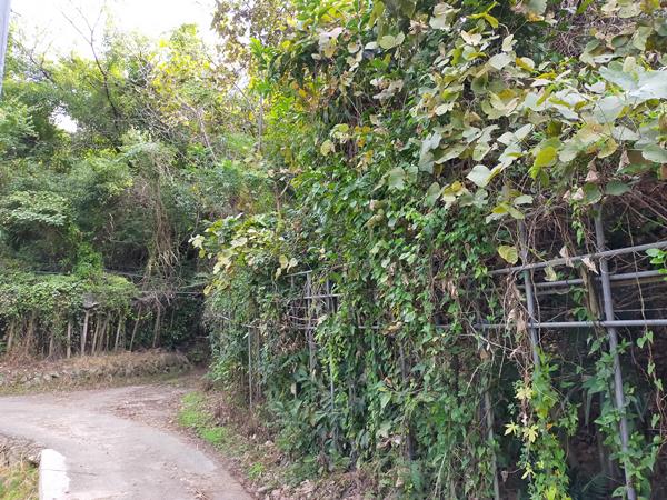 吉田山古墳