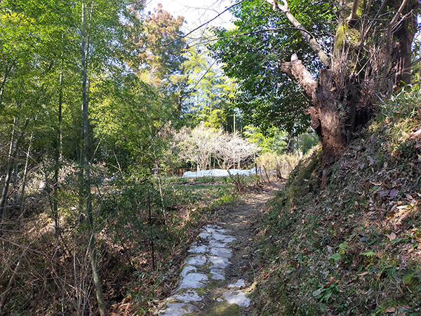 高塚山の山頂