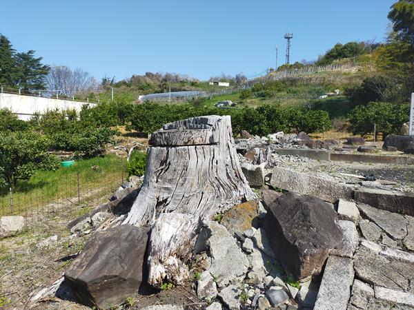 春日西之宮跡地に残る巨大な切り株
