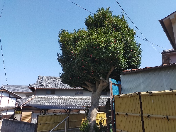 伝:蘇我馬子の椿