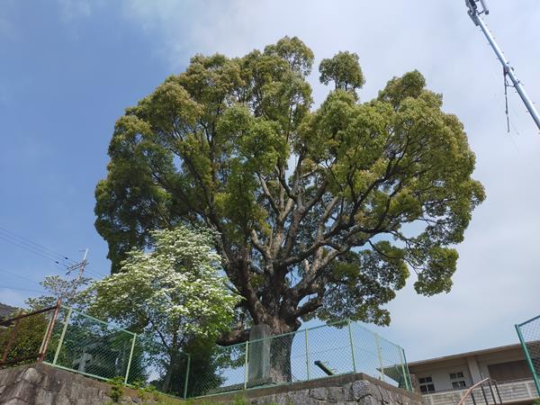 中村神社跡の裏側