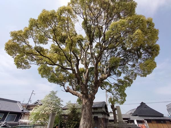 中村神社跡の巨木